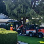 how much does it cost to remove a tree